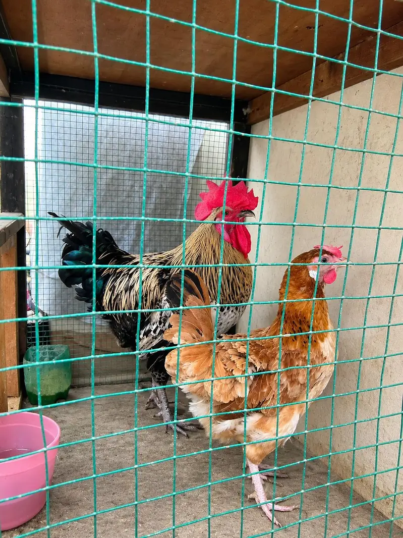 Healthy Desi Hen and Rooster Pair (8 Months Old) — photo 2