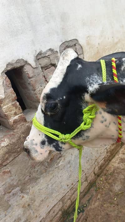 cross cow for sale milk 18 litter