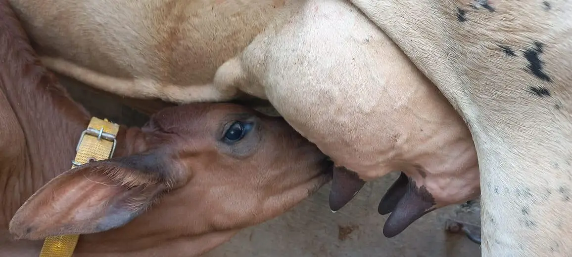 cross cow for sale milk 18 litter — photo 2