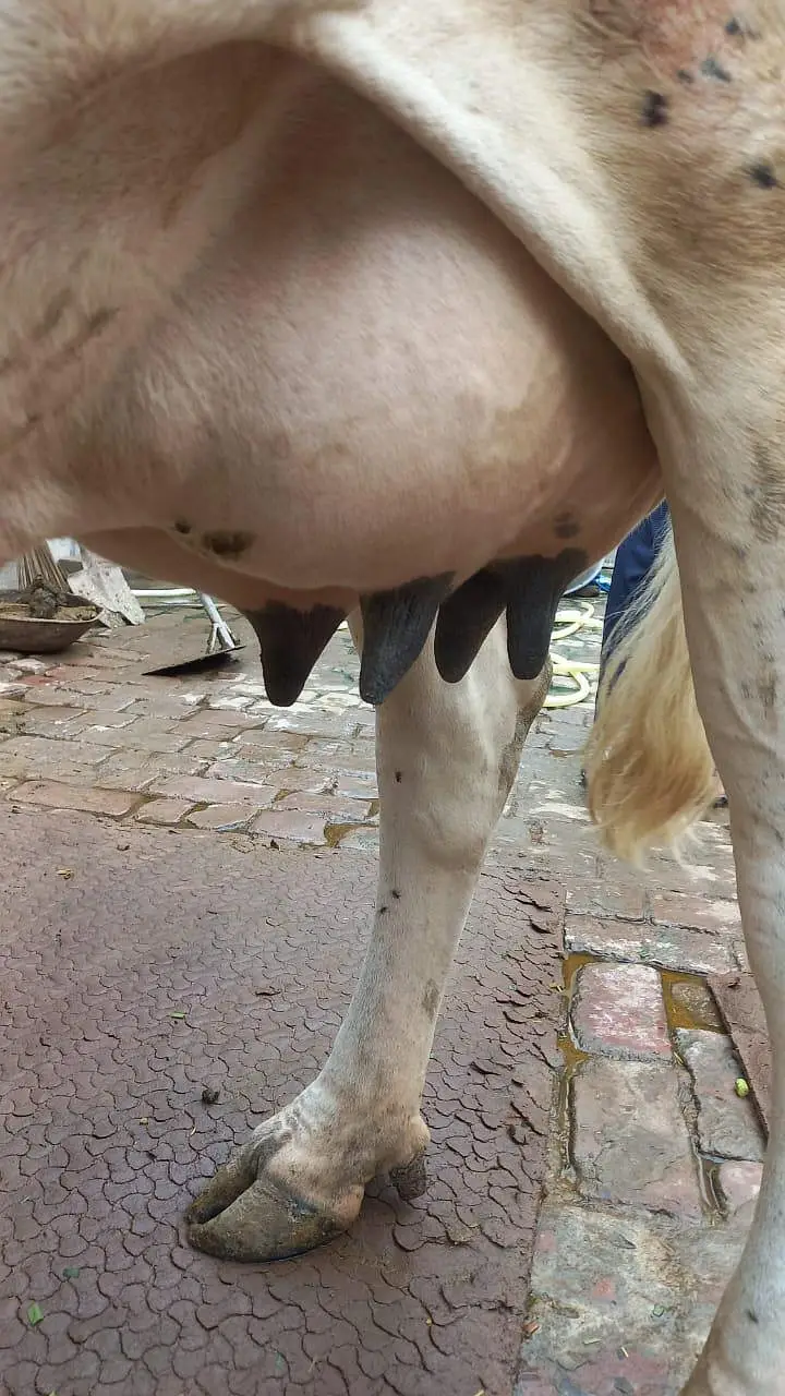 cross cow for sale milk 18 litter — photo 3