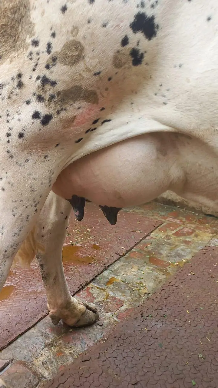 cross cow for sale milk 18 litter — photo 4