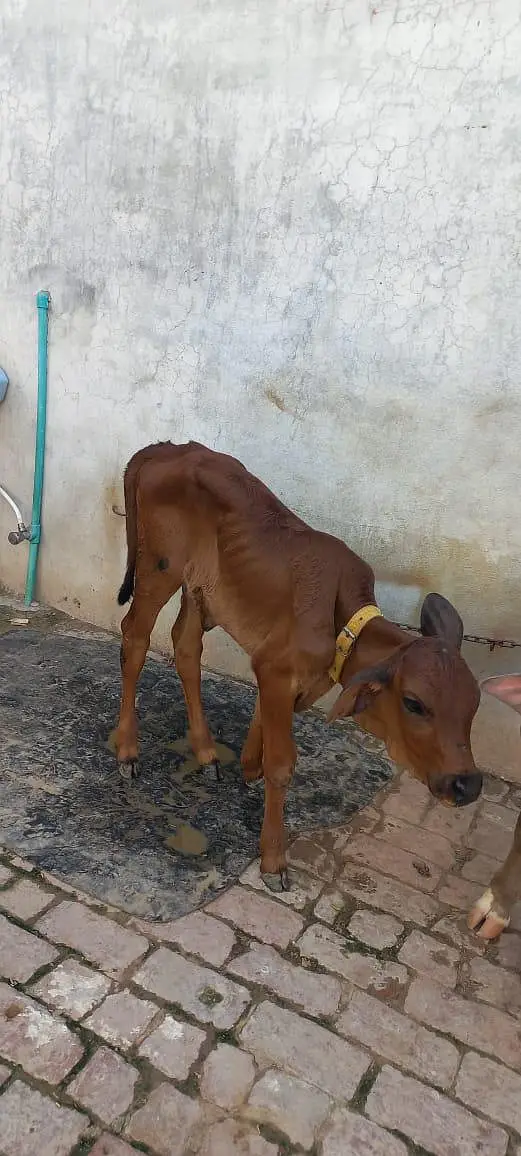 cross cow for sale milk 18 litter — photo 5