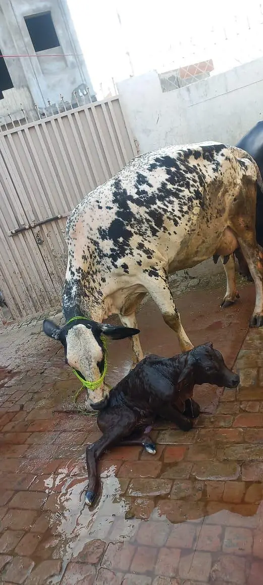 cross cow for sale milk 18 litter — photo 6