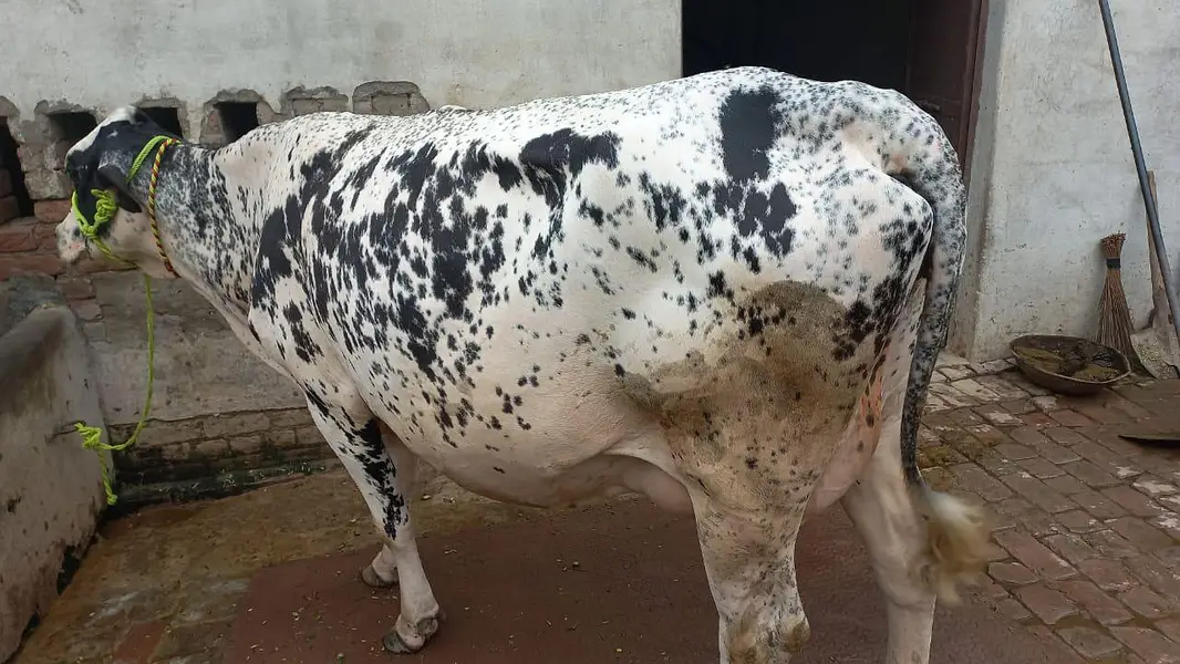 cross cow for sale milk 18 litter — photo 7