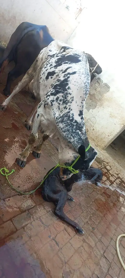 cross cow for sale milk 18 litter — photo 8