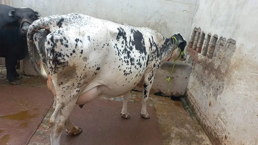 cross cow for sale milk 18 litter — photo 9