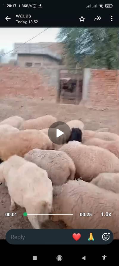 Dumba