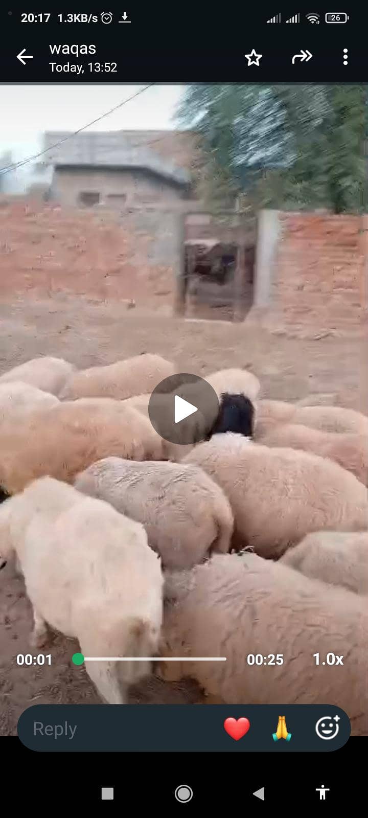 Dumba 0