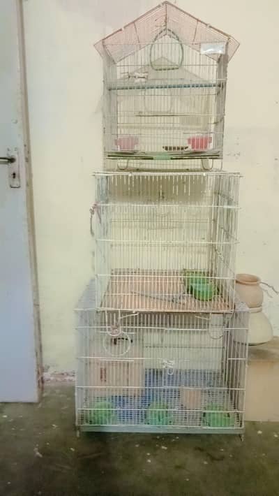 Fresh Condition