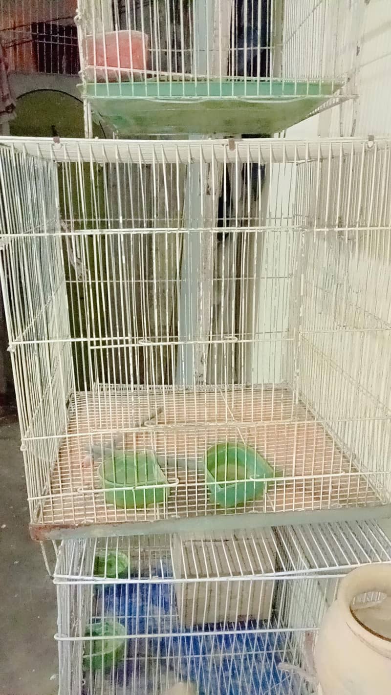 Fresh Condition 2