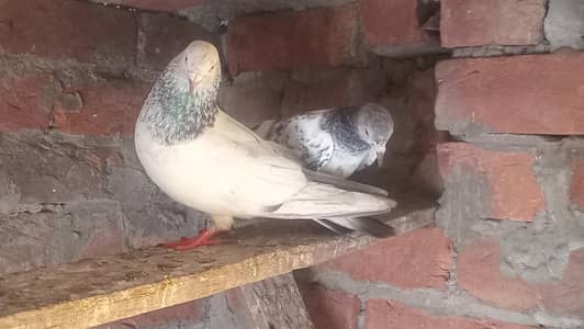 Golden Pair guaranteed eggs & babies