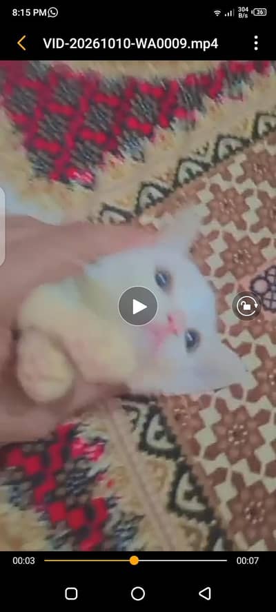 persian kitten