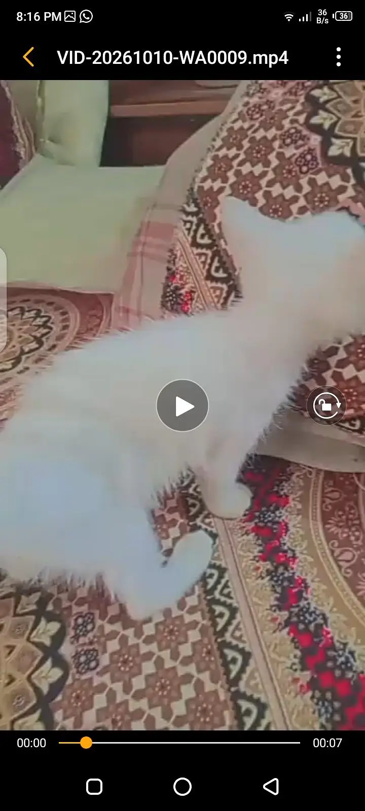persian kitten — photo 2
