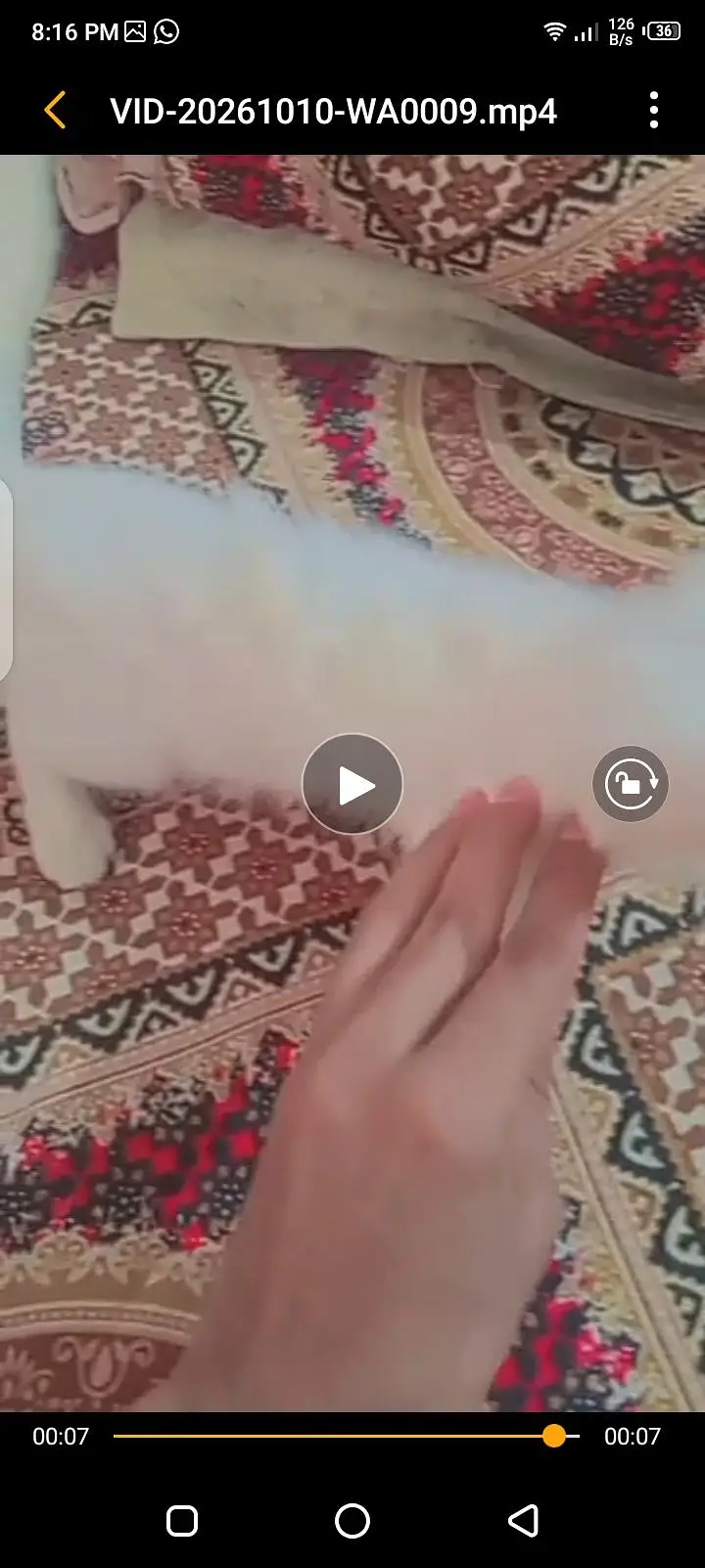 persian kitten — photo 3