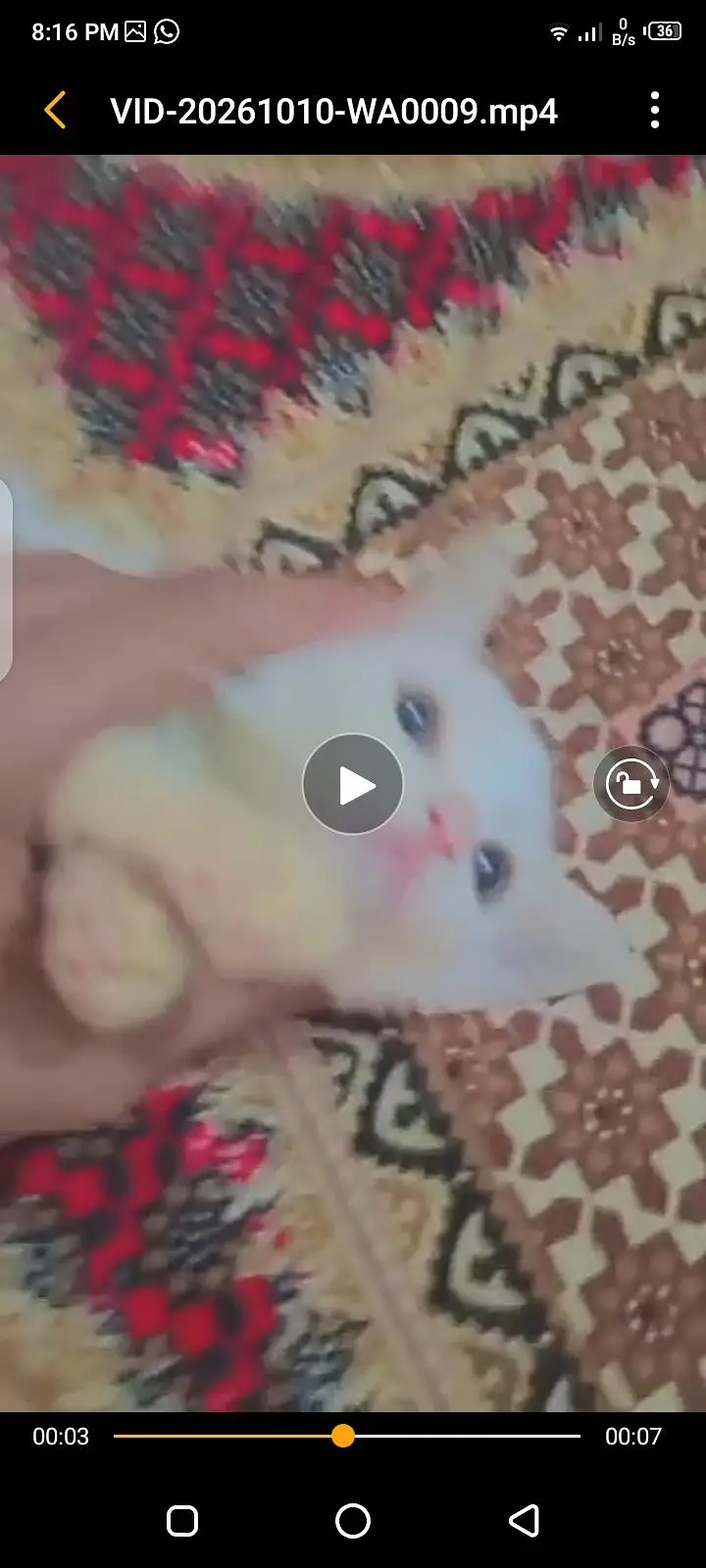 persian kitten — photo 4