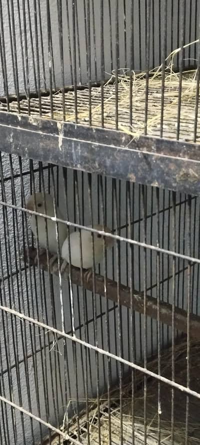 Decino and Albino bonded breeder pairs