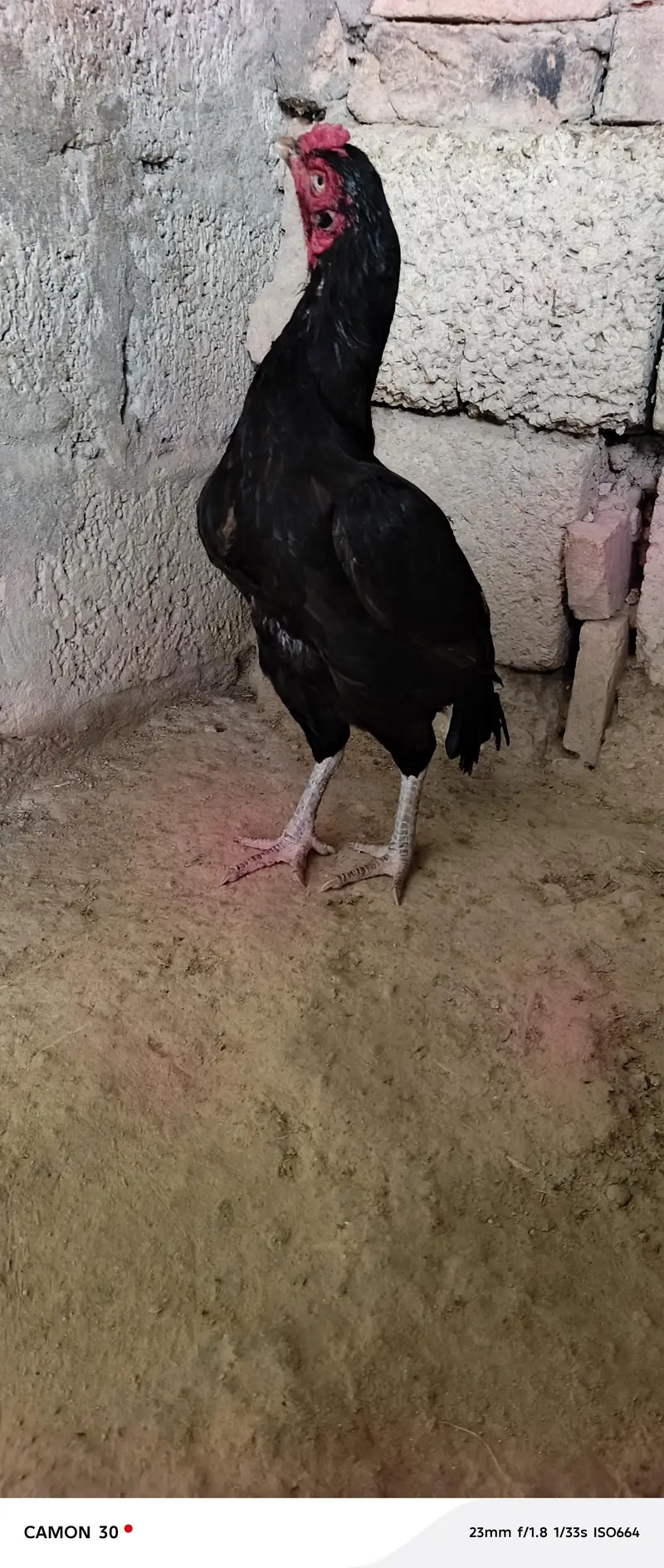 Miawali Aseel farm razwal — photo 2