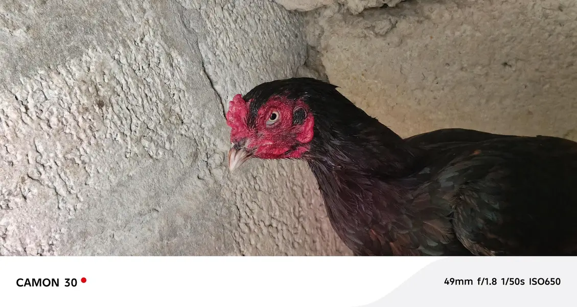 Miawali Aseel farm razwal — photo 3
