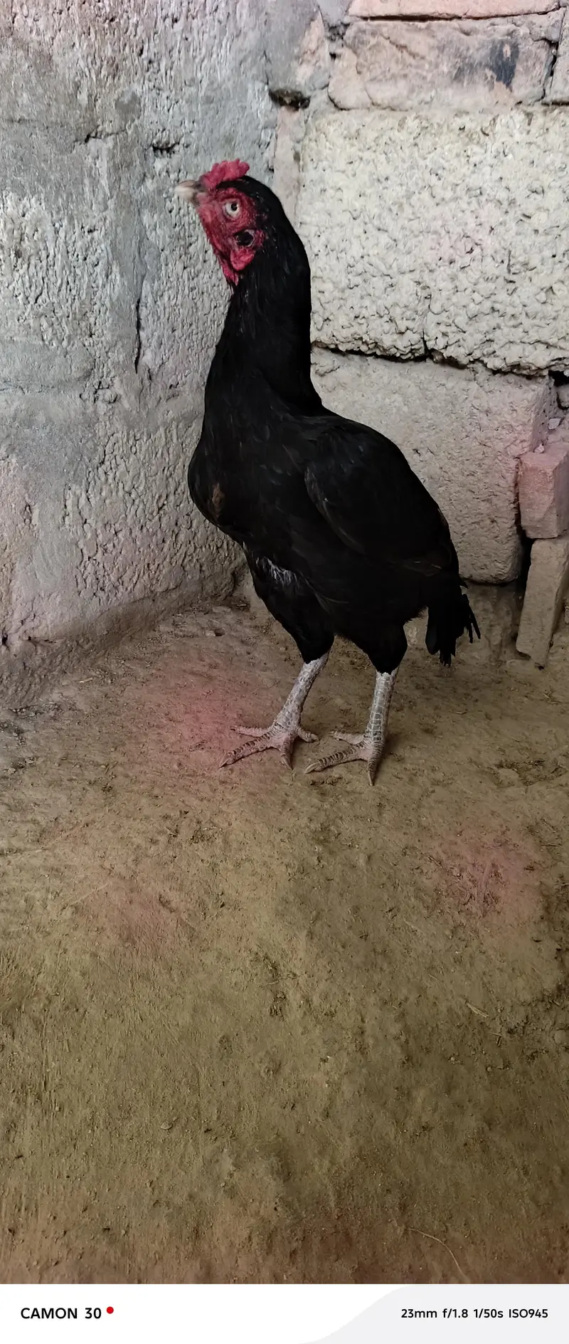Miawali Aseel farm razwal — photo 4