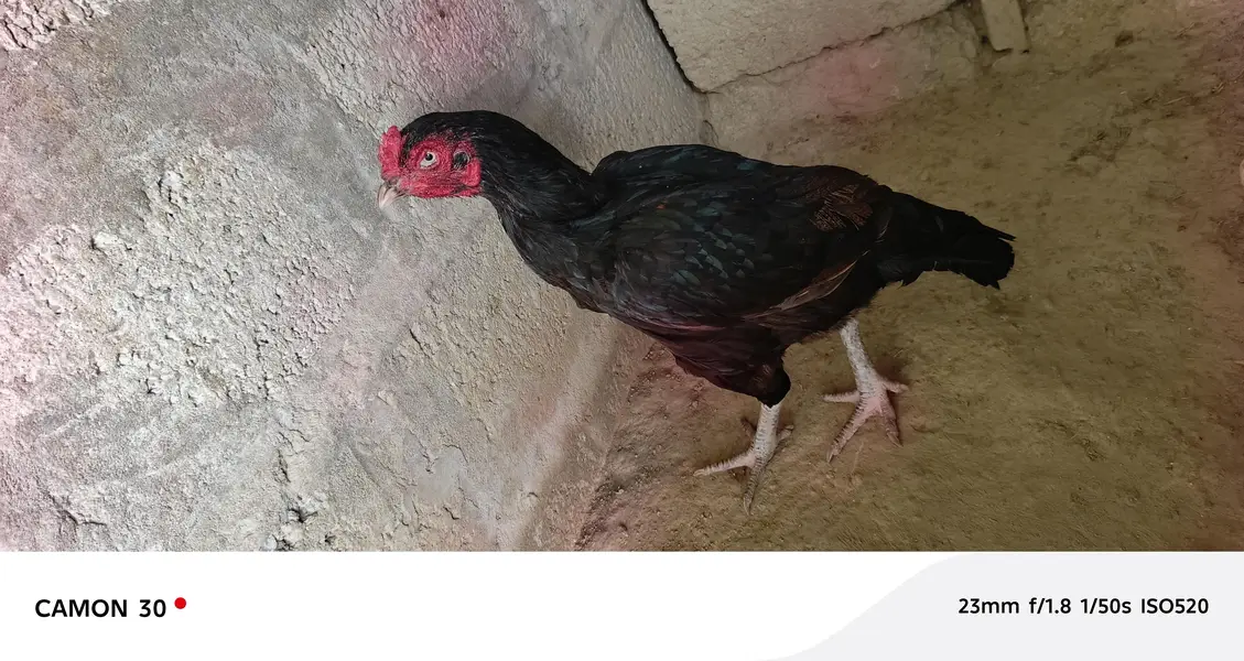 Miawali Aseel farm razwal — photo 5