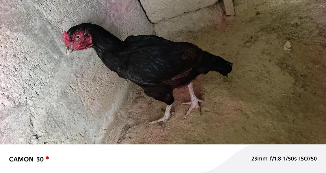 Miawali Aseel farm razwal — photo 6