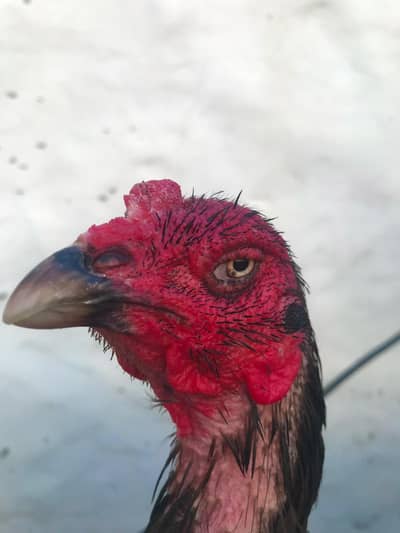 PAKOYE + VAITHNAM FEMALE FOR SALE