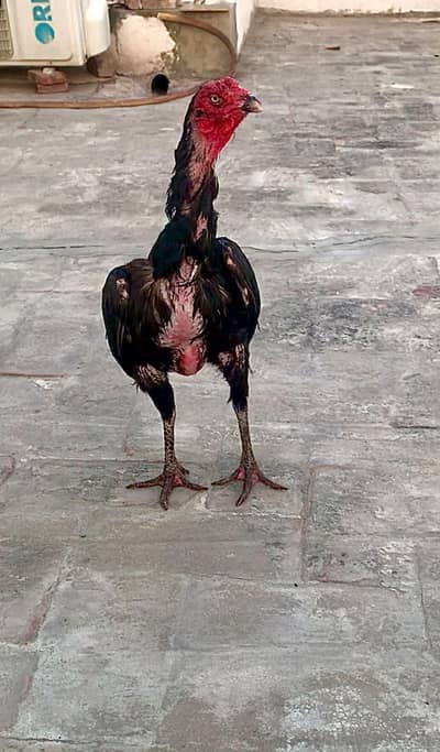 PAKOYE + VAITHNAM FEMALE FOR SALE