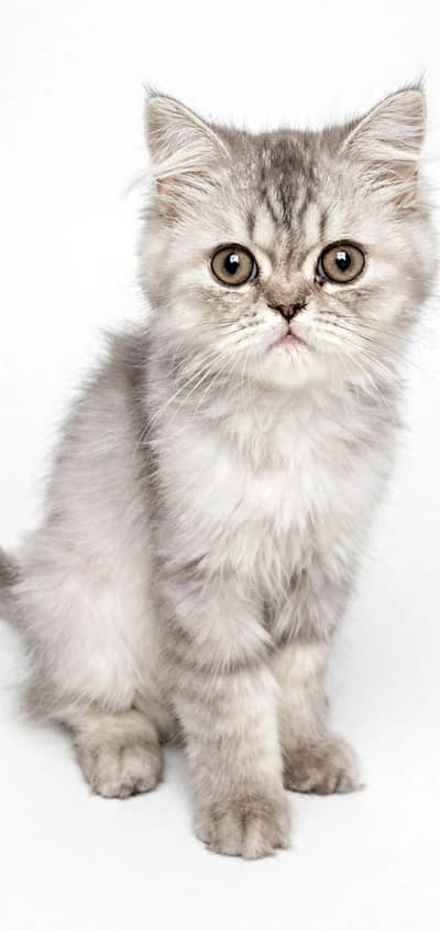 Healthy cat 8 month age kitten 2.5 age colour white grey