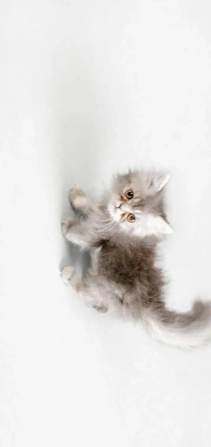 Healthy cat 8 month age kitten 2.5 age colour white grey — photo 2