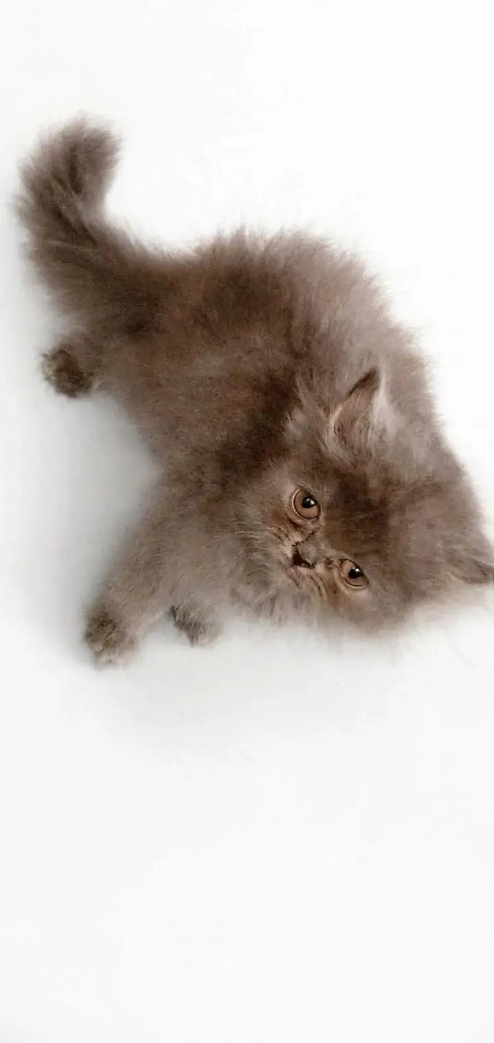 Healthy cat 8 month age kitten 2.5 age colour white grey — photo 4