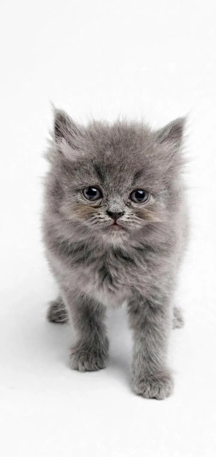 Healthy cat 8 month age kitten 2.5 age colour white grey — photo 5
