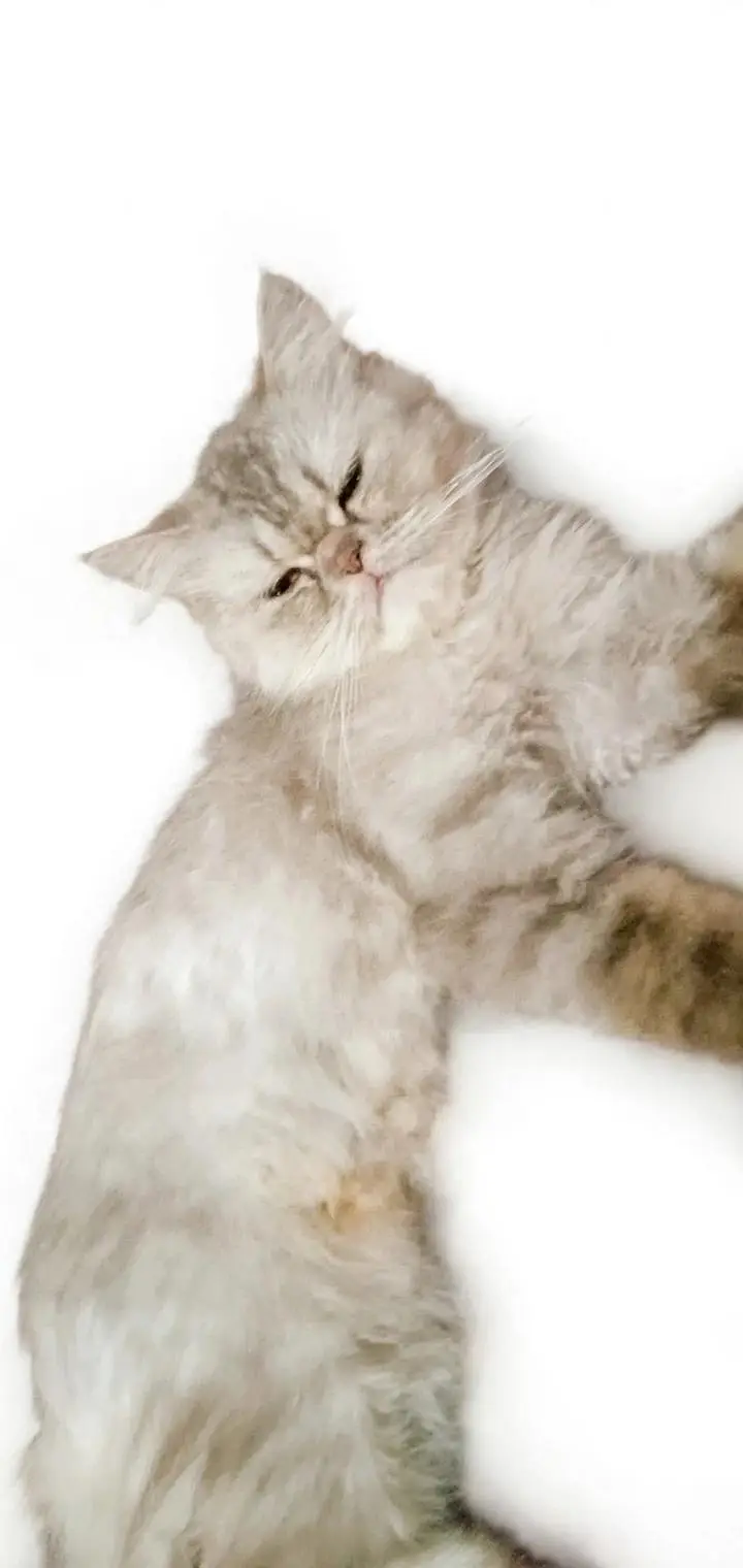 Healthy cat 8 month age kitten 2.5 age colour white grey — photo 6