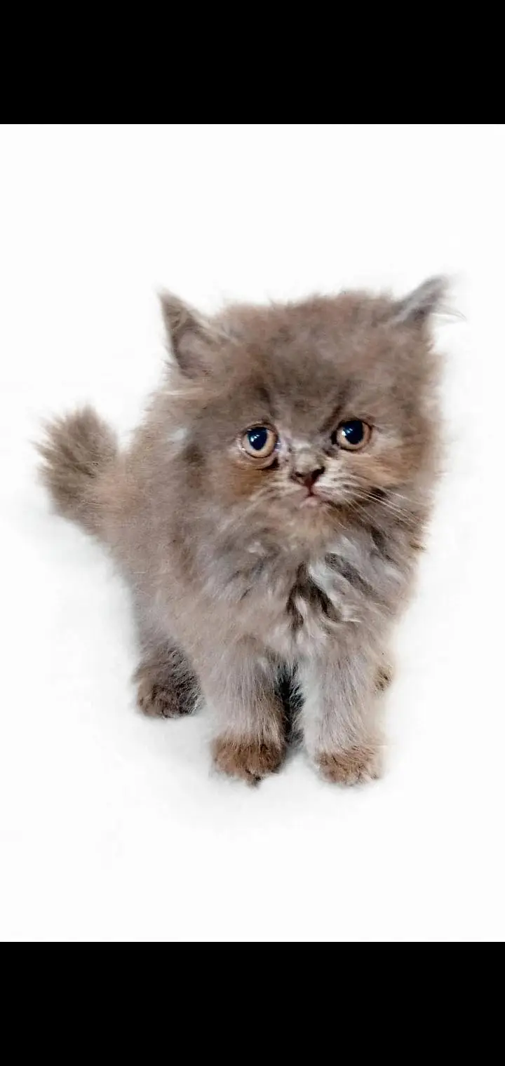 Healthy cat 8 month age kitten 2.5 age colour white grey — photo 7