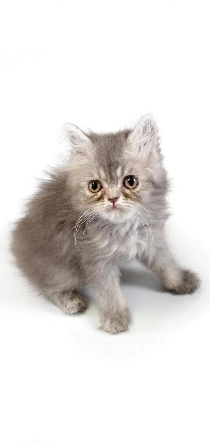 Healthy cat 8 month age kitten 2.5 age colour white grey — photo 8
