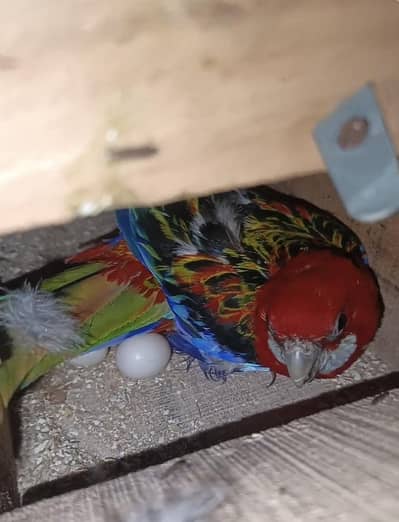 Red Rozilla parrot Breeder pair