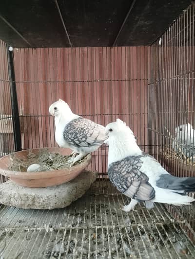 santinat breeder pair and king breeder pair