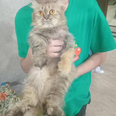 Persian cat