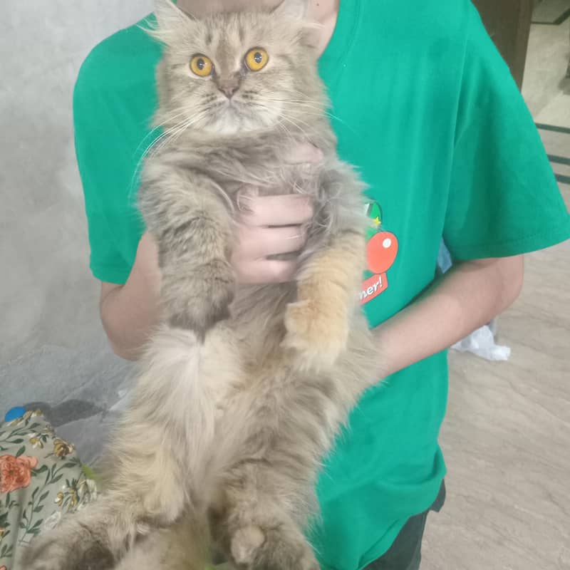 Persian cat 0