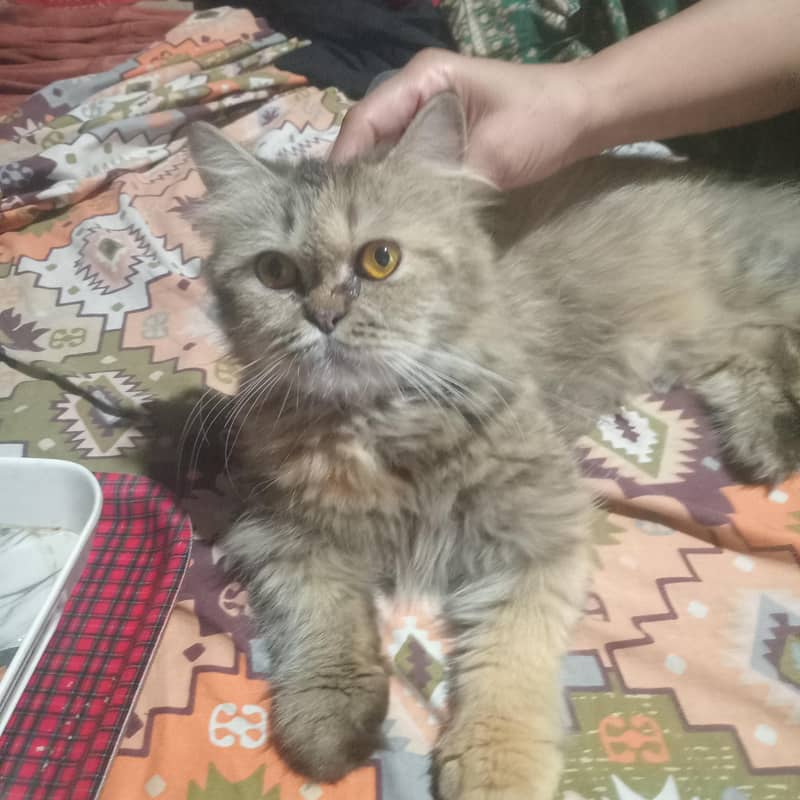 Persian cat 1
