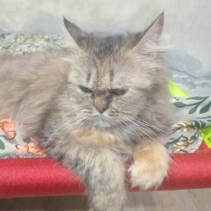 Persian cat 2