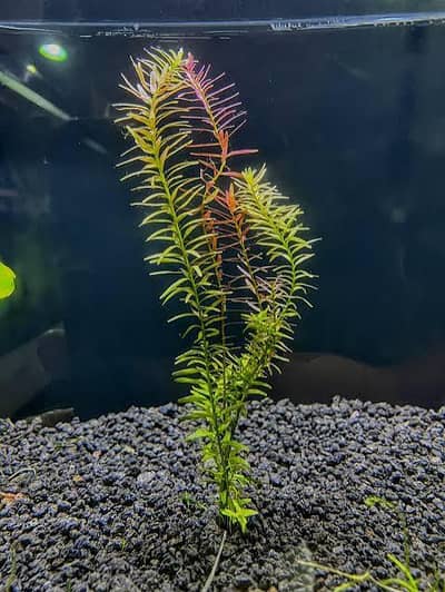 plants