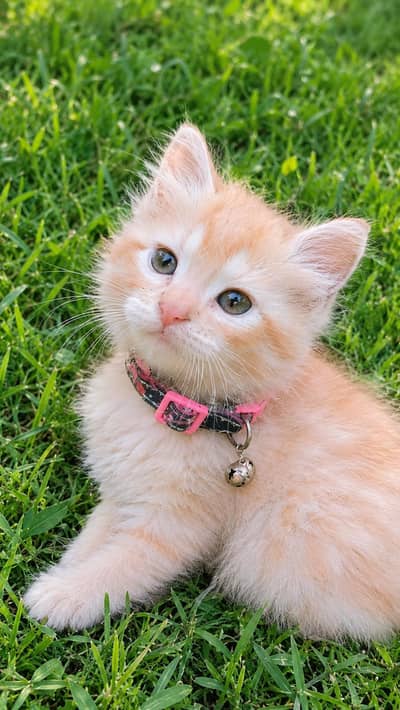 8000 Double coated kitten