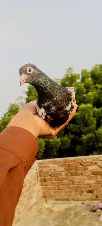 Bankka breeder female for sale urgent