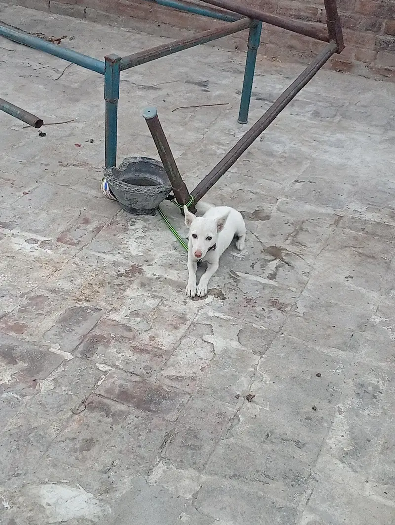 fully healthy active female dogi baby — photo 2