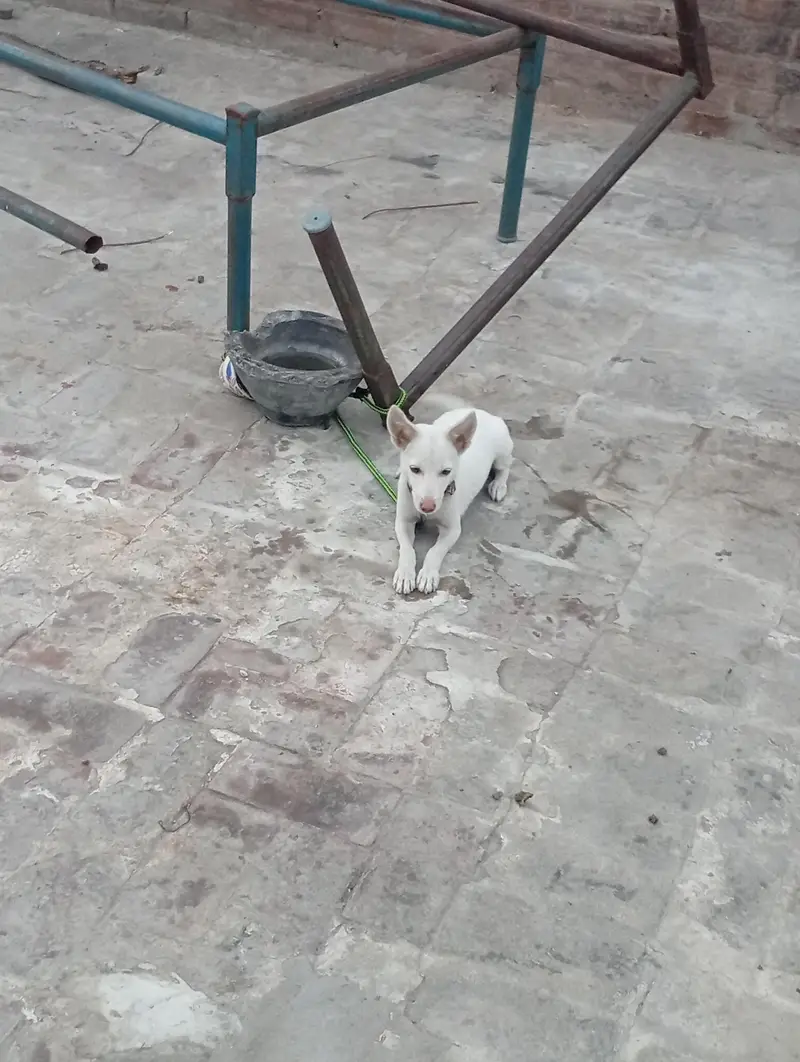fully healthy active female dogi baby — photo 3