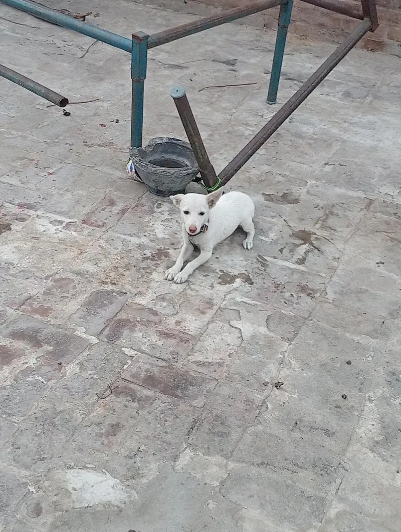fully healthy active female dogi baby — photo 4
