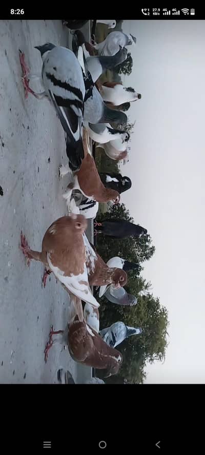 toli Waly qabotar