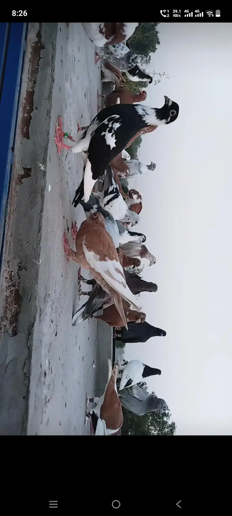toli Waly qabotar — photo 2