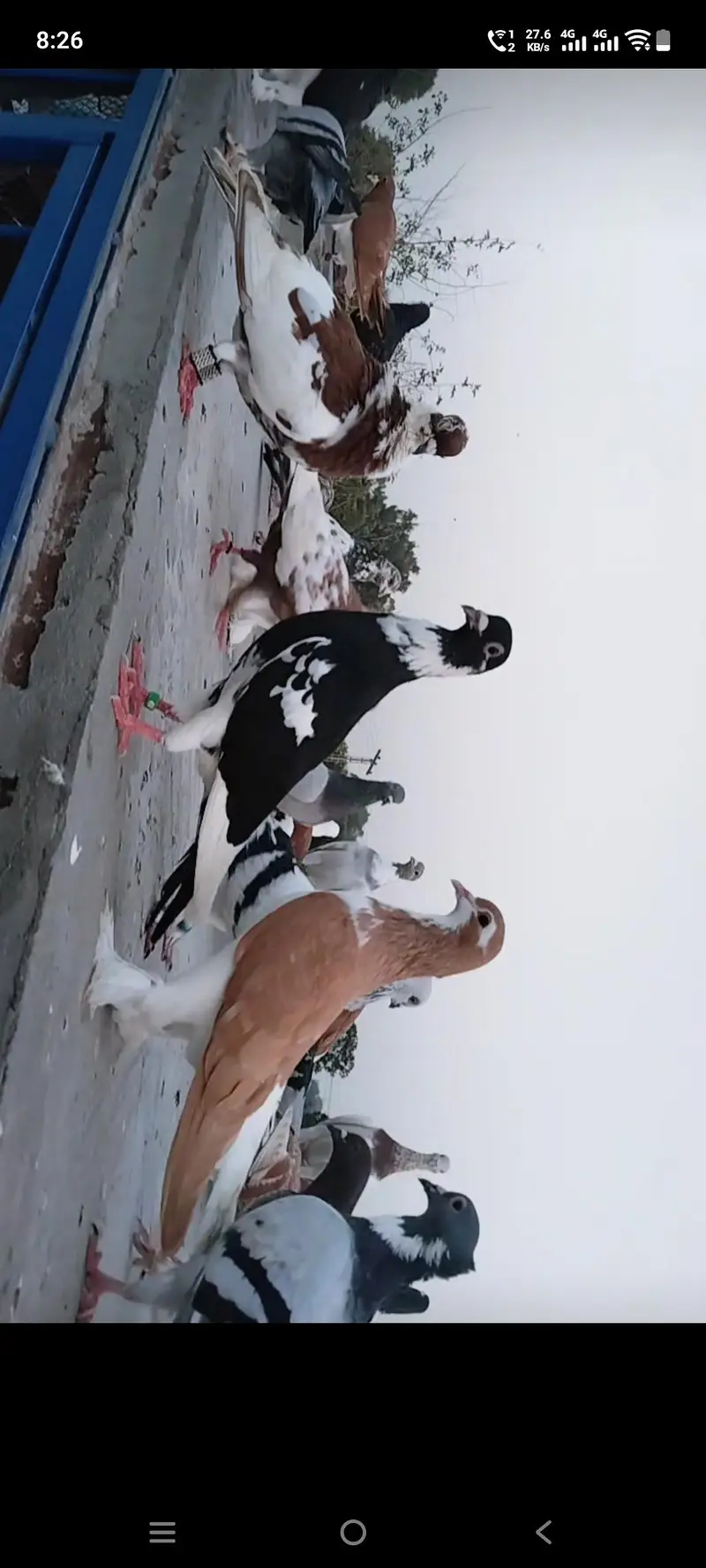 toli Waly qabotar — photo 3