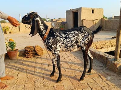 Gabban Path for sale